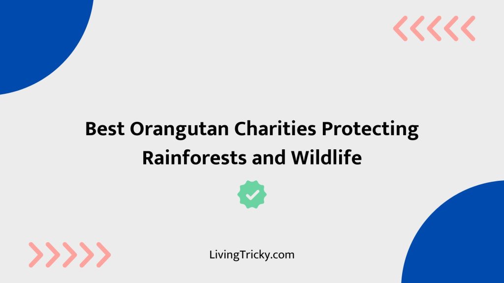 Best Orangutan Charities Protecting Rainforests And Wildlife
