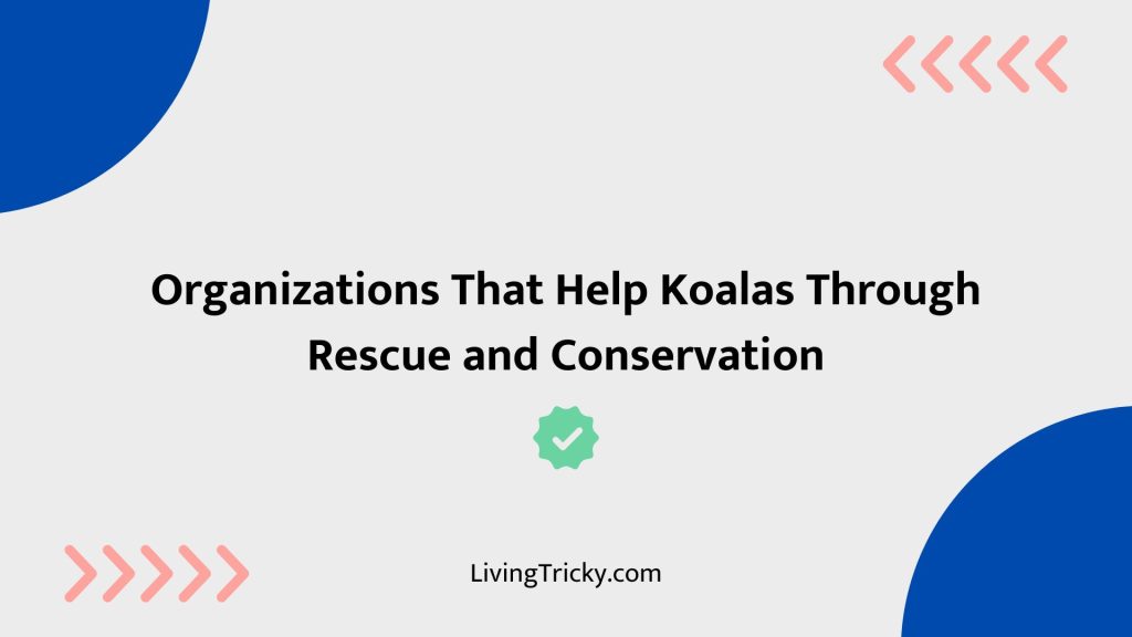 Organizations That Help Koalas Through Rescue And Conservation